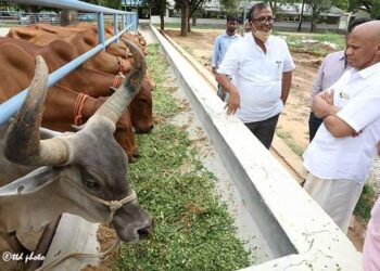 దేశంలోనే ఆద‌ర్శ గోశాల‌గా ఎస్వీ గోశాల