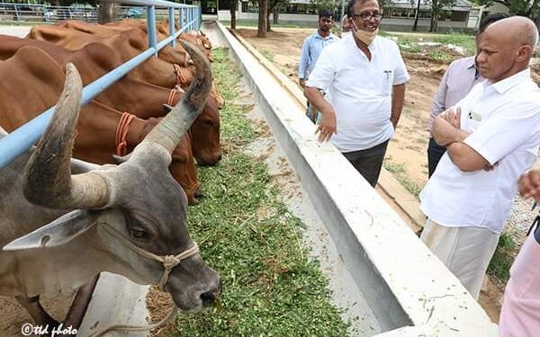 దేశంలోనే ఆదర్శ గోశాలగా ఎస్వీ గోశాల